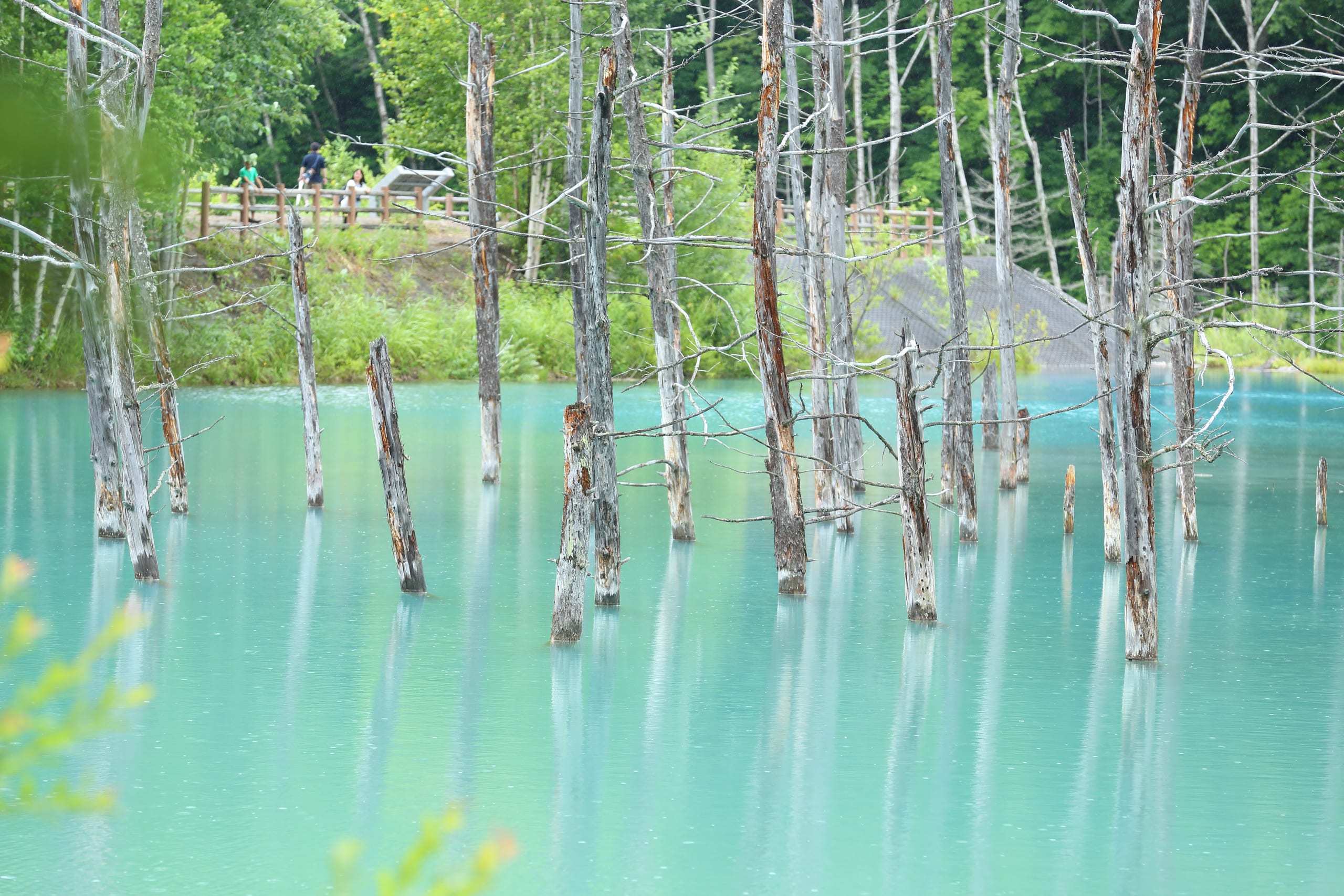 The turquoise water of the Blue Pond near Biei, Hokkaido, with bare trunks standing in it